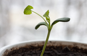 The first leaves sprout.