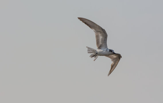 Sea Gull flying through the sky