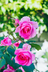 Spring outdoor blooming full bloom rose closeup，Rosa cultivars Floribunda