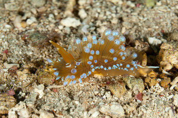 Nudibranch, Janolus cristatus, crested aeolis