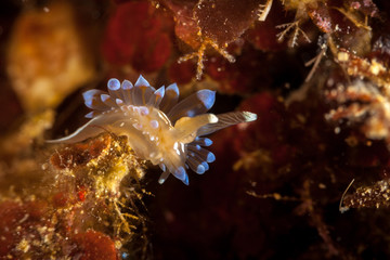 Nudibranch, Janolus cristatus, crested aeolis