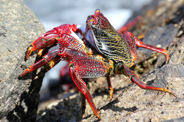 rote_Klippenkrabbe