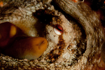 The octopus, eight-armed mollusc of the order Octopoda