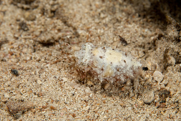 Cuttlefish or cuttles are marine animals of the order Sepiida
