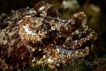 Cuttlefish or cuttles are marine animals of the order Sepiida