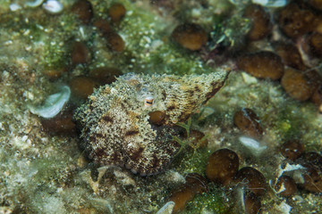 Naklejka na ściany i meble The octopus, eight-armed mollusc of the order Octopoda