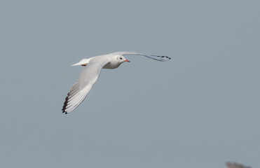 Sea Gull flying through the sky