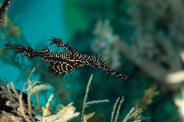 ornate ghost pipefish or harlequin ghost pipefish, Solenostomus paradoxus, is a false pipefish of the family Solenostomidae