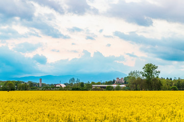 Yellow fields of rape on the hills of Friuli. Cassacco and its castle