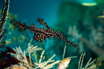 Obraz na płótnie Canvas ornate ghost pipefish or harlequin ghost pipefish, Solenostomus paradoxus, is a false pipefish of the family Solenostomidae