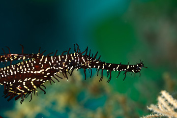 ornate ghost pipefish or harlequin ghost pipefish, Solenostomus paradoxus, is a false pipefish of the family Solenostomidae