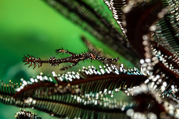 ornate ghost pipefish or harlequin ghost pipefish, Solenostomus paradoxus, is a false pipefish of the family Solenostomidae