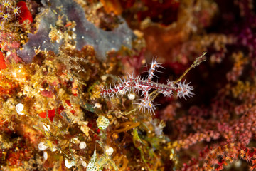 Naklejka na ściany i meble ornate ghost pipefish or harlequin ghost pipefish, Solenostomus paradoxus, is a false pipefish of the family Solenostomidae
