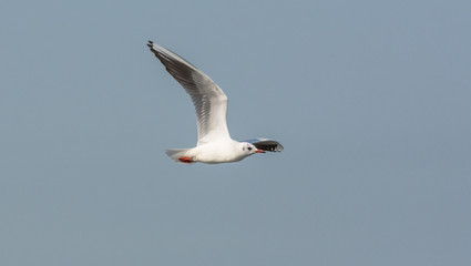Sea Gull flying through the sky