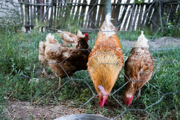 Rooster and Chickens. Free Range Cock and Hens