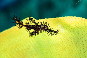 ornate ghost pipefish or harlequin ghost pipefish, Solenostomus paradoxus, is a false pipefish of the family Solenostomidae