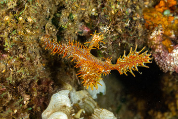 ornate ghost pipefish or harlequin ghost pipefish, Solenostomus paradoxus, is a false pipefish of the family Solenostomidae