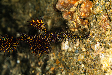 ornate ghost pipefish or harlequin ghost pipefish, Solenostomus paradoxus, is a false pipefish of the family Solenostomidae
