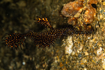 ornate ghost pipefish or harlequin ghost pipefish, Solenostomus paradoxus, is a false pipefish of the family Solenostomidae