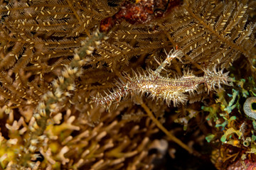 ornate ghost pipefish or harlequin ghost pipefish, Solenostomus paradoxus, is a false pipefish of the family Solenostomidae