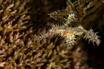 ornate ghost pipefish or harlequin ghost pipefish, Solenostomus paradoxus, is a false pipefish of the family Solenostomidae