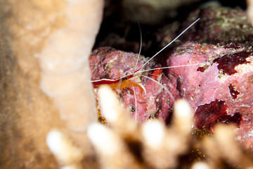Pacific Cleaner Shrimp