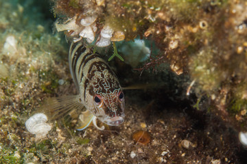 The painted comber, Serranus scriba