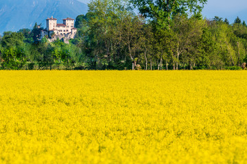 Yellow fields of rape on the hills of Friuli. Cassacco and its castle
