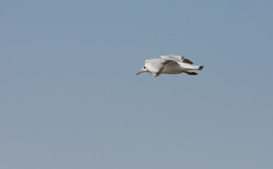 Sea Gull flying through the sky