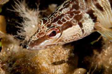 The painted comber, Serranus scriba