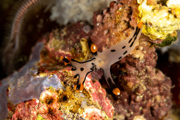 Painted Thecacera, Thecacera picta is a species of sea slug, a nudibranch, a shell-less marine gastropod mollusk in the family Polyceridae