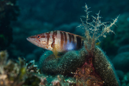 The painted comber, Serranus scriba