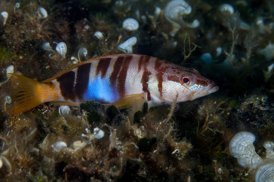 The painted comber, Serranus scriba