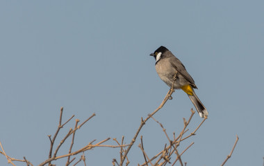 Fototapeta premium White-eared bulbul