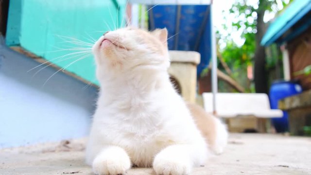 Cute white and gray cat licking fur. Animal portrait.