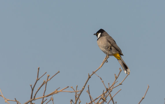 White-eared bulbul