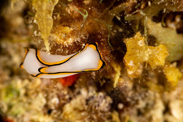 Pale Headshield Slug, Chelidonura pallida is a species of sea slug, or 