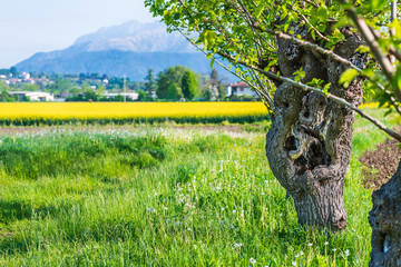 Yellow fields of rape on the hills of Friuli. Cassacco and its castle