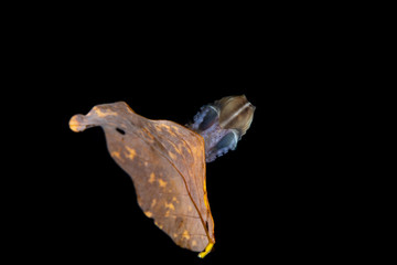 Paper nautilus, sitting on a leaf, Argonauta argo, the argonauts (genus Argonauta, the only extant genus in the family Argonautidae) are a group of pelagic octopuses