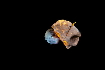 Paper nautilus, sitting on a leaf, Argonauta argo, the argonauts (genus Argonauta, the only extant genus in the family Argonautidae) are a group of pelagic octopuses