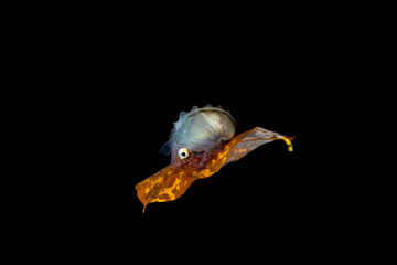 Paper nautilus, sitting on a leaf, Argonauta argo, the argonauts (genus Argonauta, the only extant genus in the family Argonautidae) are a group of pelagic octopuses