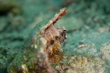 The tompot blenny (Parablennius gattorugine) is a medium-sized blenny