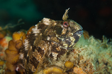 The tompot blenny (Parablennius gattorugine) is a medium-sized blenny
