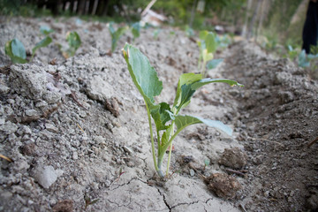 watering of vegetables and cabbage
