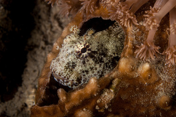 The tompot blenny (Parablennius gattorugine) is a medium-sized blenny