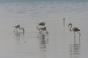 Flamingos feeding on coastal Kuwait water 