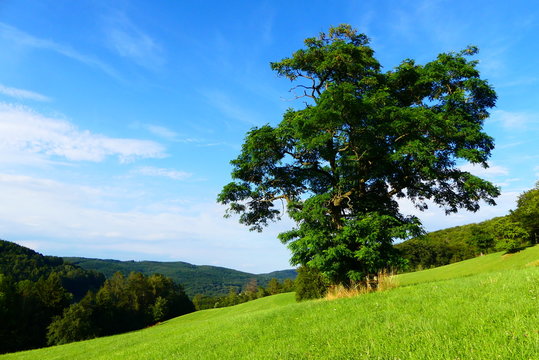 Baum auf Feld