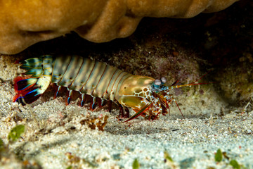 Peacock-, harlequin-, painted- or clown mantis shrimp, Odontodactylus scyllarus