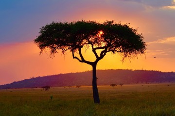 Fototapeta na wymiar African sunset 2, Serengeti