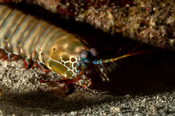 Peacock-, harlequin-, painted- or clown mantis shrimp, Odontodactylus scyllarus
